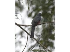 Trogon curucui