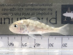Larimus fasciatus