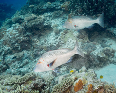 Lethrinus miniatus