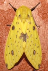 Symphlebia