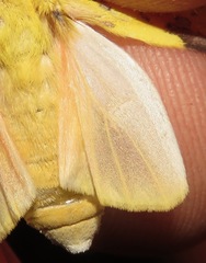 Symphlebia