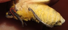 Symphlebia
