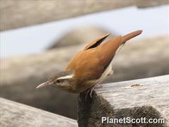 Pale-Legged Hornero photo 2