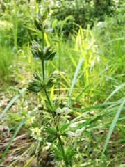 Stachys recta