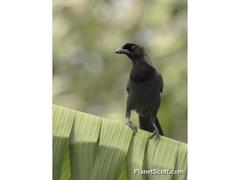 Cyanocorax cyanomelas