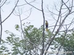 Psarocolius bifasciatus