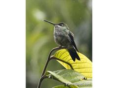 Taphrospilus hypostictus