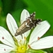 Glyphipterix simpliciella