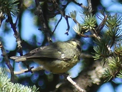 Periparus ater ledouci
