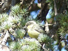 Periparus ater ledouci