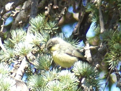 Periparus ater ledouci