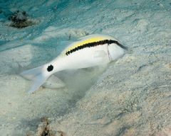 Parupeneus barberinus