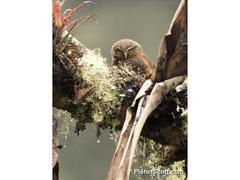 Glaucidium bolivianum