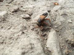 Staphylinus caesareus