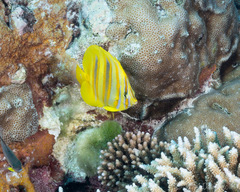 Chaetodon rainfordi