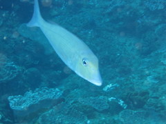Lethrinus rubrioperculatus