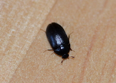 Attagenus unicolor