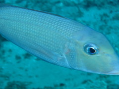Lethrinus rubrioperculatus