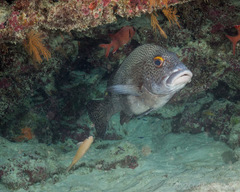 Plectorhinchus pica
