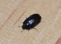 Attagenus unicolor