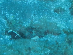 Cryptocentrus malindiensis