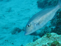 Lethrinus rubrioperculatus