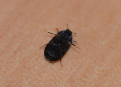 Attagenus unicolor