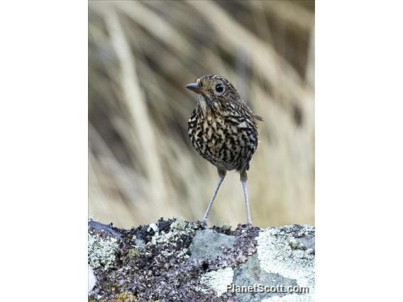 Stripe-headed Antpitta photo
