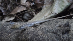 Anolis unilobatus