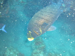 Plectorhinchus plagiodesmus