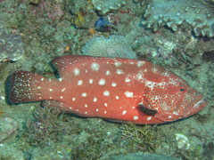 Cephalopholis sonnerati