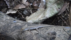 Anolis unilobatus