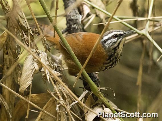Inca Wren (Pheugopedius eisenmanni) photo