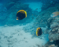 Chaetodon flavirostris