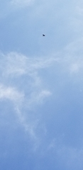 Falconiformes