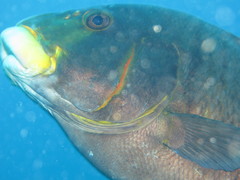 Plectorhinchus plagiodesmus