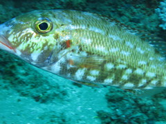 Lethrinus rubrioperculatus
