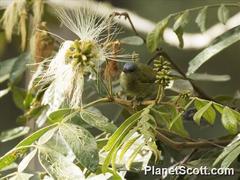 Conirostrum albifrons