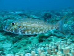 Lethrinus rubrioperculatus