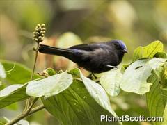 Conirostrum albifrons
