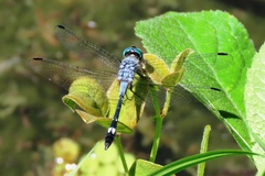 Micrathyria aequalis