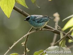 Chalcothraupis ruficervix