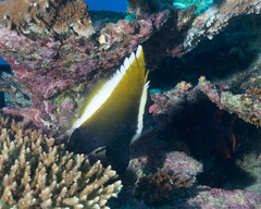 Heniochus varius