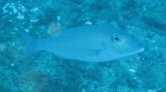 Lethrinus rubrioperculatus