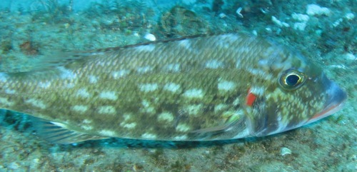 Roodwang-keizer (Lethrinus rubrioperculatus) — Lethrinidae — 4