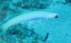 Ptereleotris monoptera