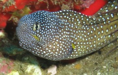 Gymnothorax nudivomer