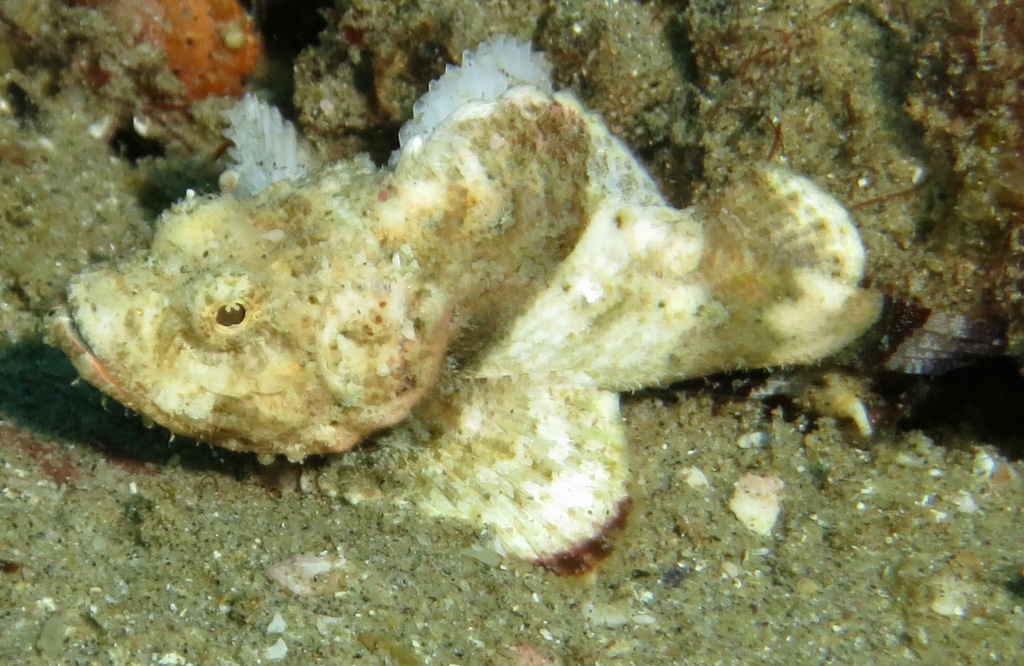 False Stonefish