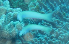 Ptereleotris monoptera