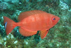 Priacanthus blochii